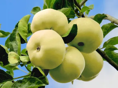 Jabłoń w doniczce jabłonka 'Oliwka Żółta'