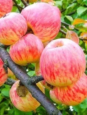 Jabłoń w doniczce jabłonka 'Grafsztynek'