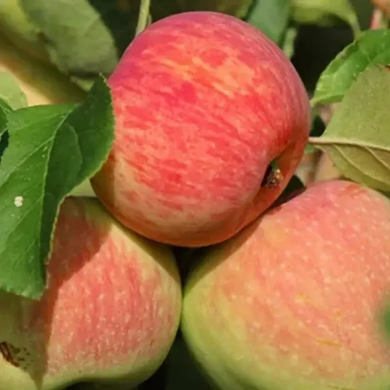 Jabłoń w doniczce jabłonka 'James Grieve'