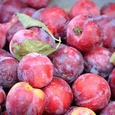 Śliwa w doniczce śliwka 'Opal'