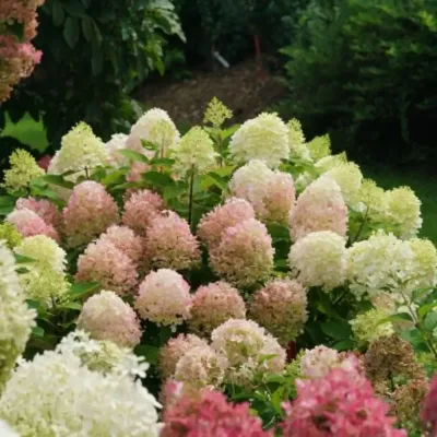 'Fire Light Tiny Bit'® Hortensja bukietowa Hydrangea paniculata