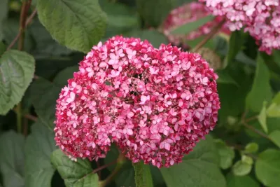 Hortensja drzewiasta Hydrangea arborescens 'Pink Annabelle® II'