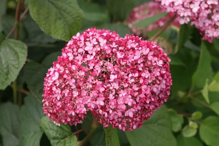 Hortensja drzewiasta Hydrangea arborescens 'Pink Annabelle® II'