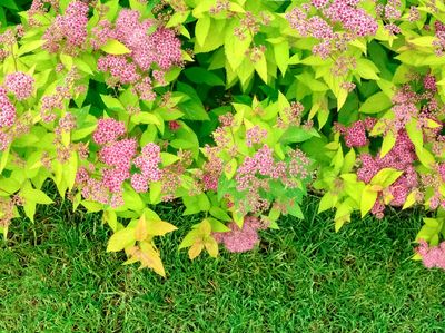 'Golden Princess' Tawuła japońska Spirea japonica