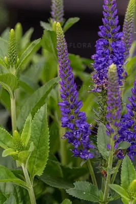 'Lancita Blue' Przetacznik niebieski Veronica