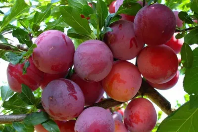 Śliwa w doniczce śliwka 'Renkloda Althana' Śliwa w doniczce śliwka 'Renkloda Althana'