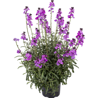 'Super Bowl Mauve' Pszonak Erysimum