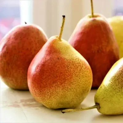 Grusza w doniczce Gruszka 'Lipcówka'