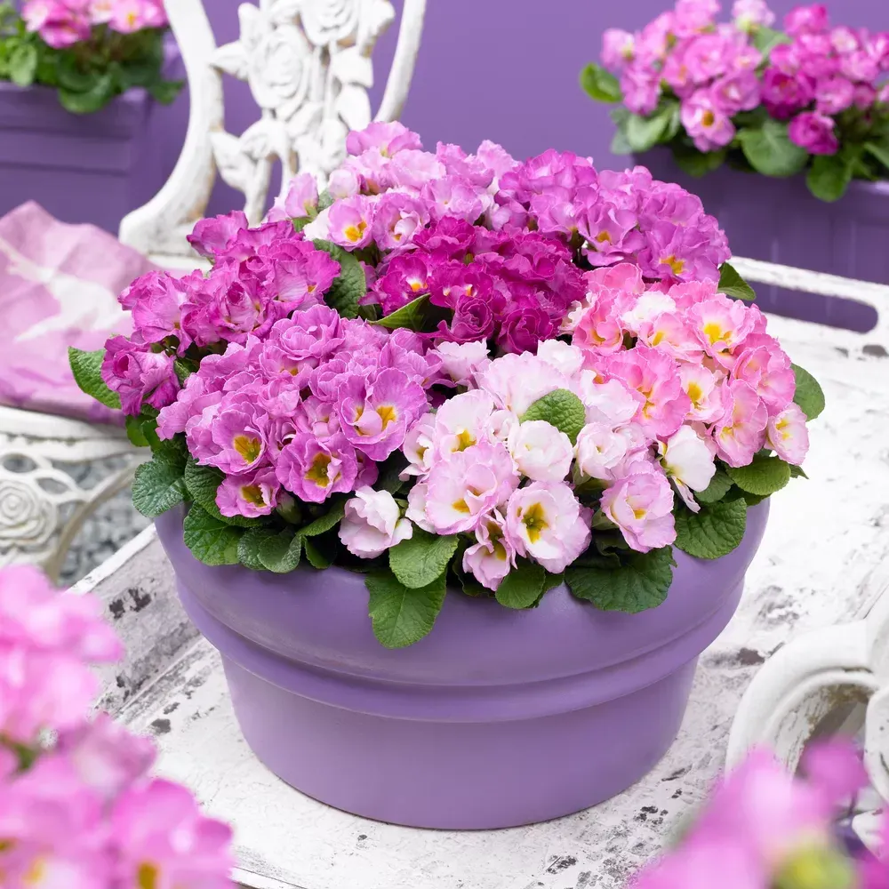 'Suze' Pierwiosnki Pierwiosnek różany Primula