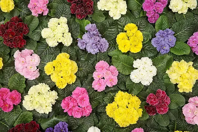 Pierwiosnki Pierwiosnek o podwójnych kwiatach różne kolory Primula