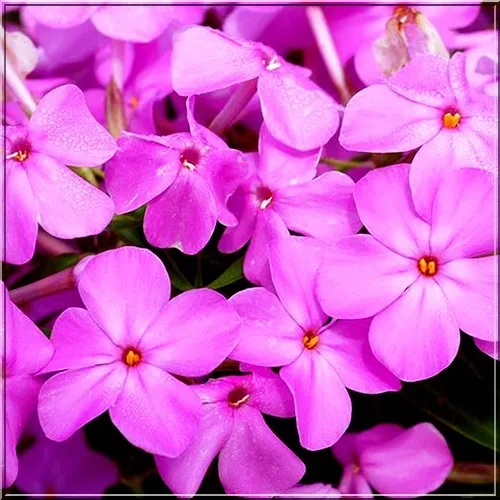 'Forever Pink' Floks Phlox x hybrida