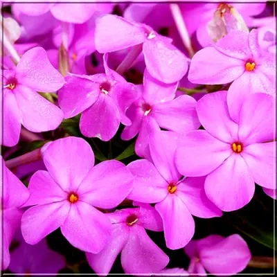 'Forever Pink' Floks Phlox x hybrida