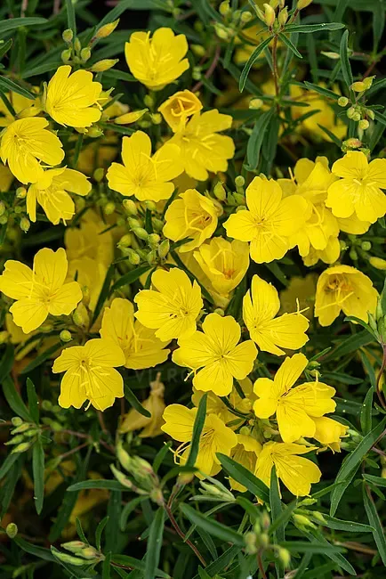 'African Sun' Wiesiołek Oenothera hybrida