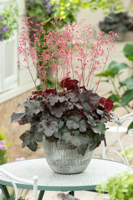 ‘Hip Hip Hooray’ Żurawka Heuchera