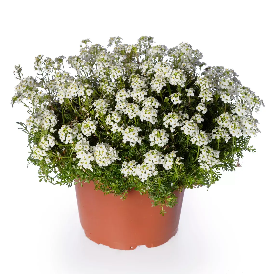 'Icecube™' Rzeżuszka alpejska Pritzelago alpina