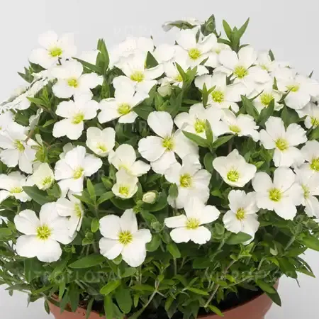 'Blizard Compact' Piaskowiec górski Arenaria