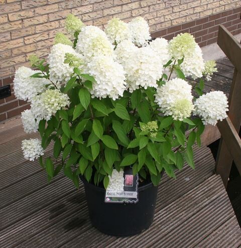 'Magical® Sweet Summer' Hortensja Hydrangea paniculata