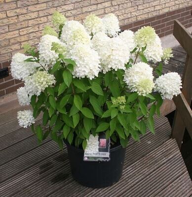 'Magical® Sweet Summer' Hortensja Hydrangea paniculata