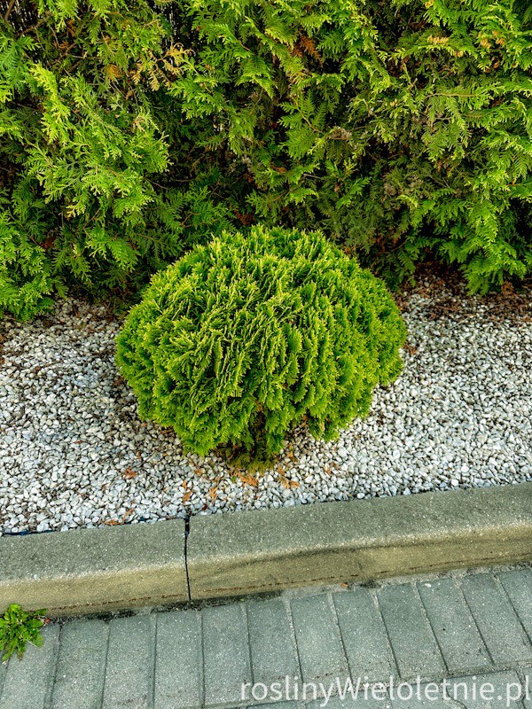 Danica Thuja Tuja Żywotnik