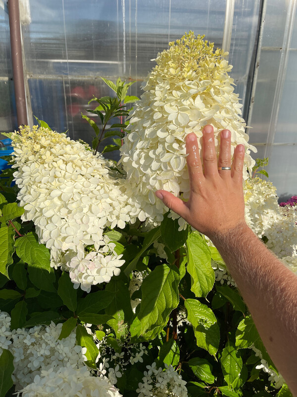 Hortensja bukietowa ’Phantom' Hydrangea paniculata Hortensja bukietowa ’Phantom' Hydrangea paniculata