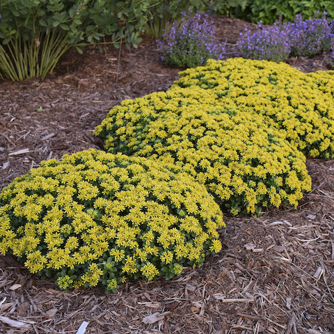 Rozchodnik 'Little Miss Sunshine' Sedum