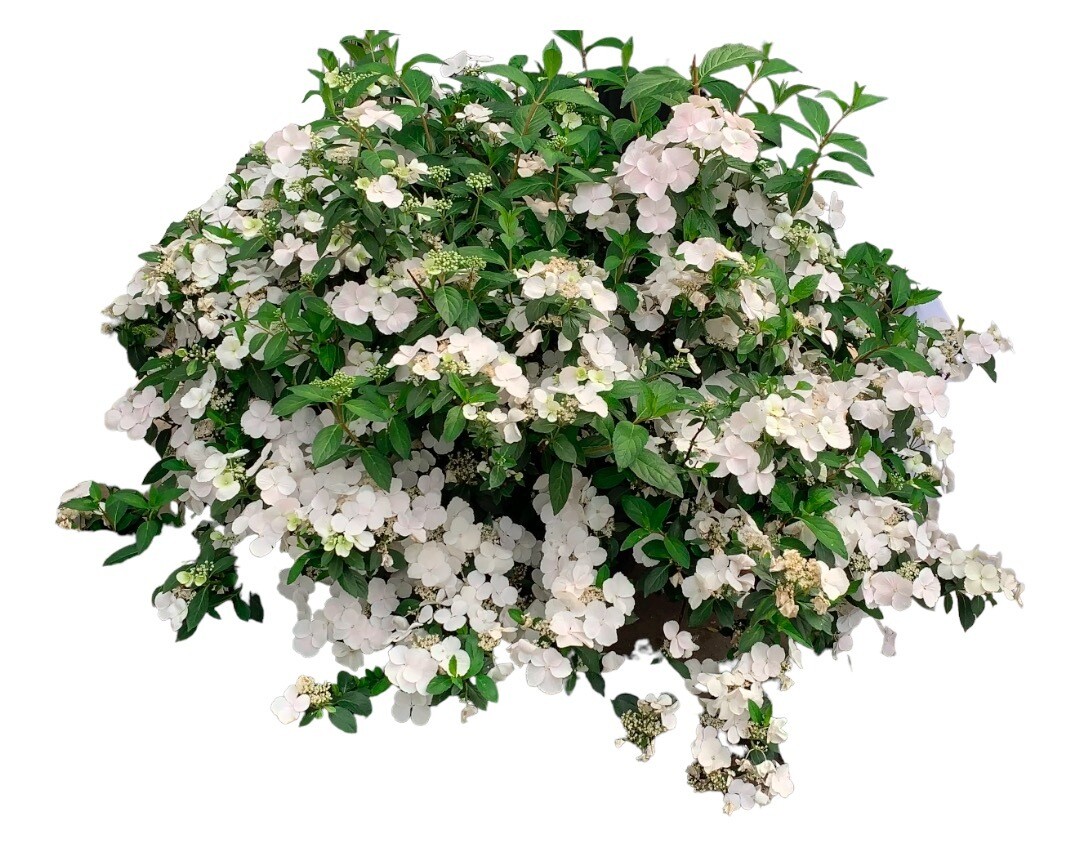 Hortensja Uciekająca Panna Młoda 'Runaway Bride' Hydrangea hybrida