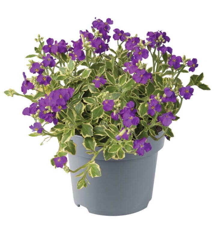 'Dr. Mules Variegated' Żagwin o ozdobnych liściach Aubrieta