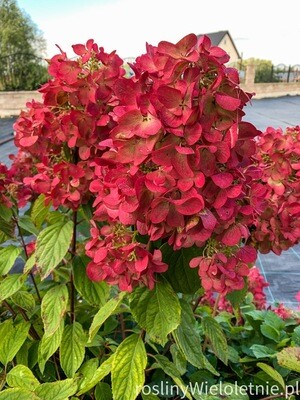 Hortensja Bukietowa 'Diamant Rogue' Hydrangea paniculata