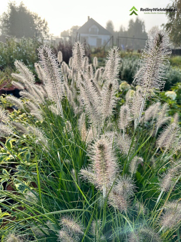 Rozplenica japońska 'Hameln' Pennisetum