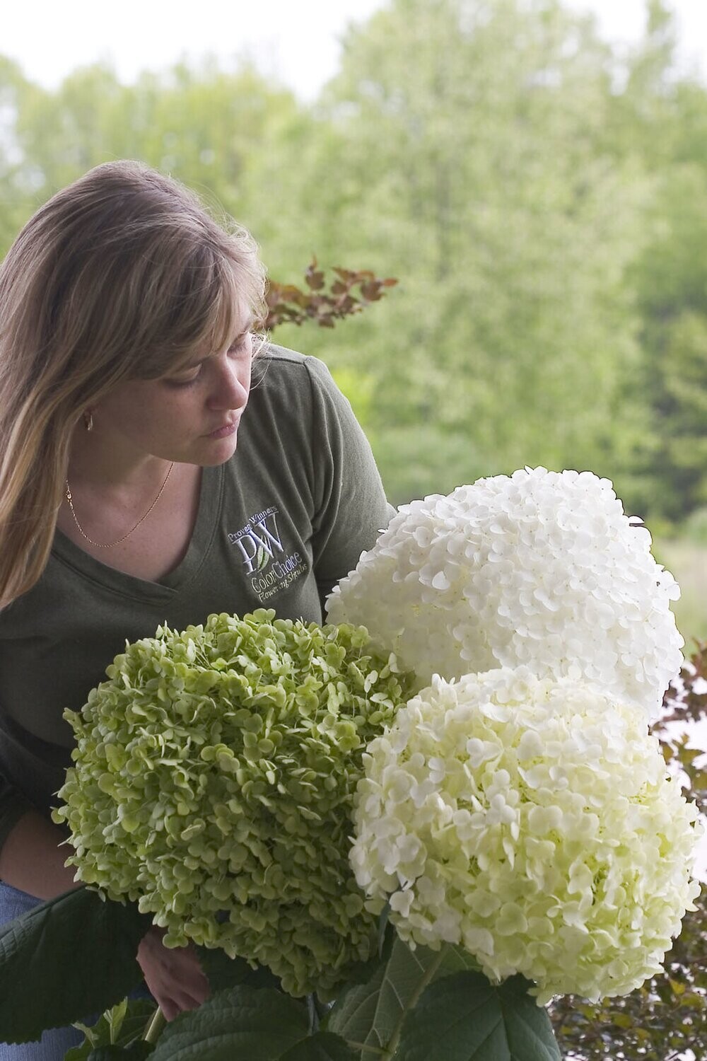 Hortensja drzewiasta Hydrangea arborescens 'Strong Annabelle'
