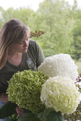 Hortensja drzewiasta Hydrangea arborescens 'Strong Annabelle'
