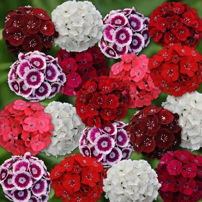 Goździk brodaty pakiet kolorów Dianthus barbatus
