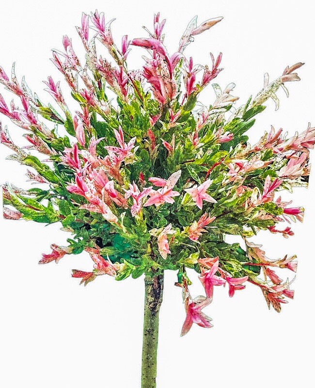 Wierzba na pniu Salix 'Hakuro Nishiki'