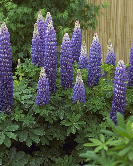 Persian Slipper Łubin niebieski West Country™ Lupinus