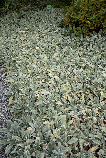 'Olympica' Czyściec wełnisty Stachys byzantina
