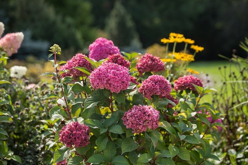 'Endless Summer BloomStar® Pink' Hortensja ogrodowa Hydrangea