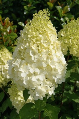 Miś Polarny Hortensja bukietowa 'Polar Bear'® Hydrangea paniculata