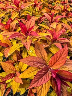 'FireLight' Tawuła japońska Spirea japonica 'FireLight' Tawuła japońska Spirea japonica