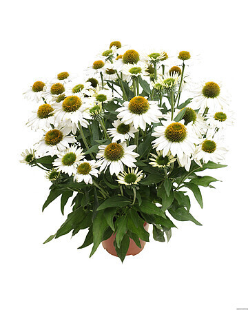 Kismet® White Jeżówka biała Echinacea