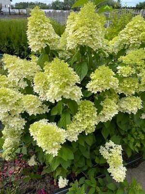 'Magical Candle' Hortensja Bukietowa Hydrangea paniculata