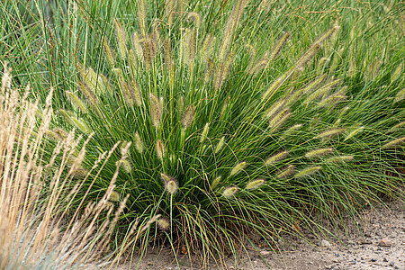 Rozplenica japońska 'Gelbstiel' Pennisetum