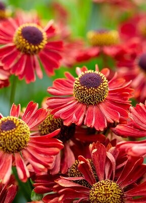 'Mariachi™ Siesta' Dzielżan Helenium