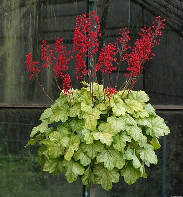 'Tokyo' Żurawka Heuchera