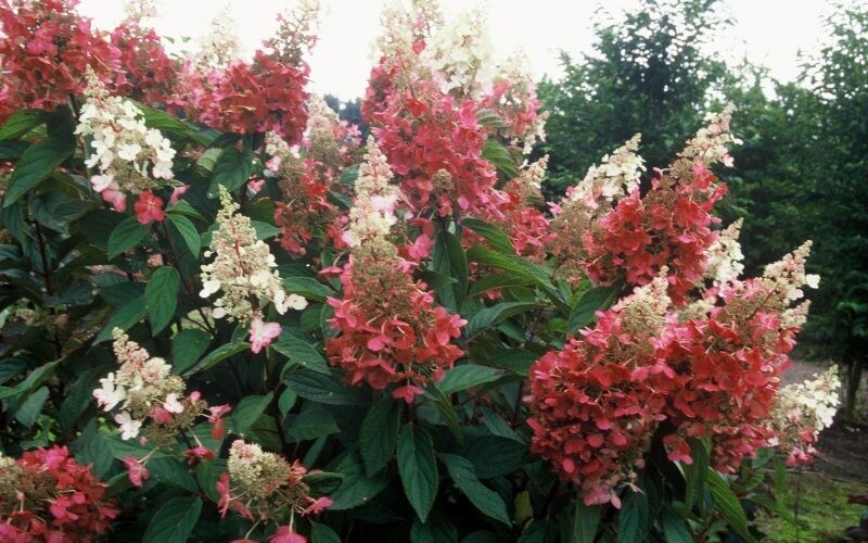 'Pinky Winky' Hortensja Bukietowa Hydrangea paniculata