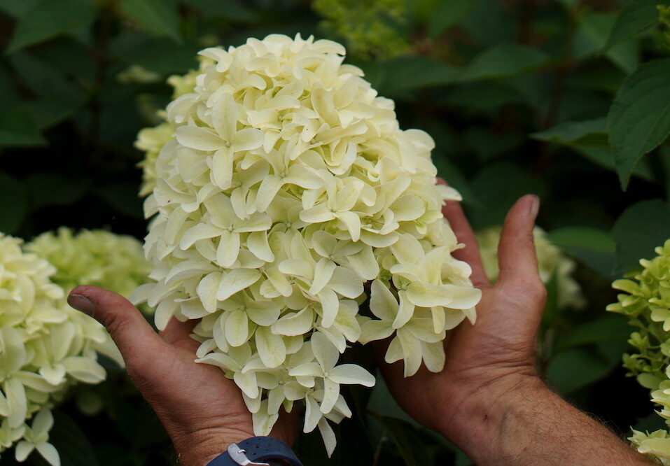 'Skyfall' Hortensja Bukietowa Hydrangea paniculata