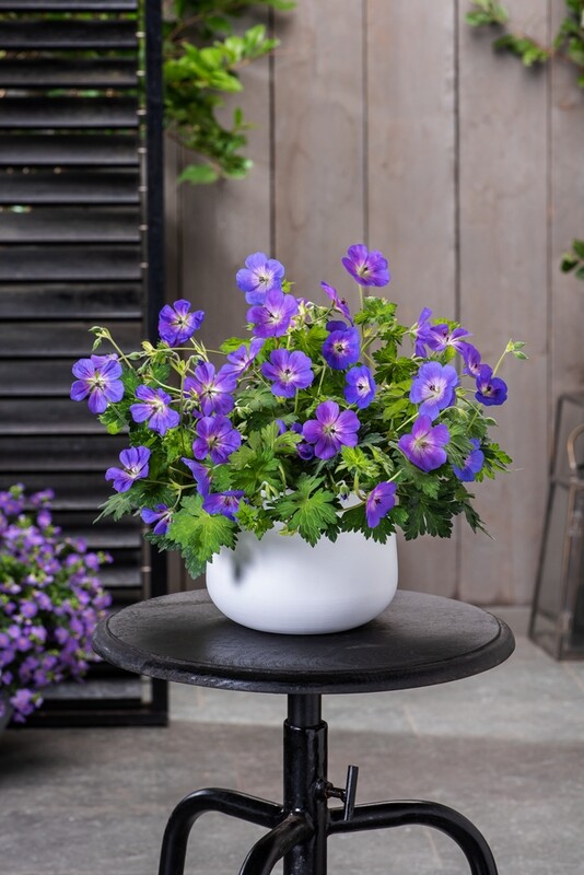 'Bloom Me Away' Bodziszek Geranium
