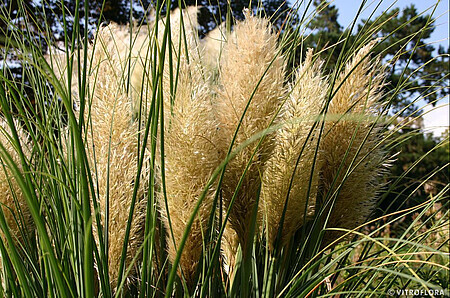 'Green Goblin' Trawa pampasowa Cortaderia