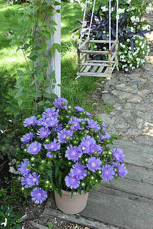'Mel's Blue' Stokezia Stokesia