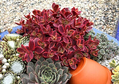 'SunSparkler® Wildfire' Rozchodnik Sedum