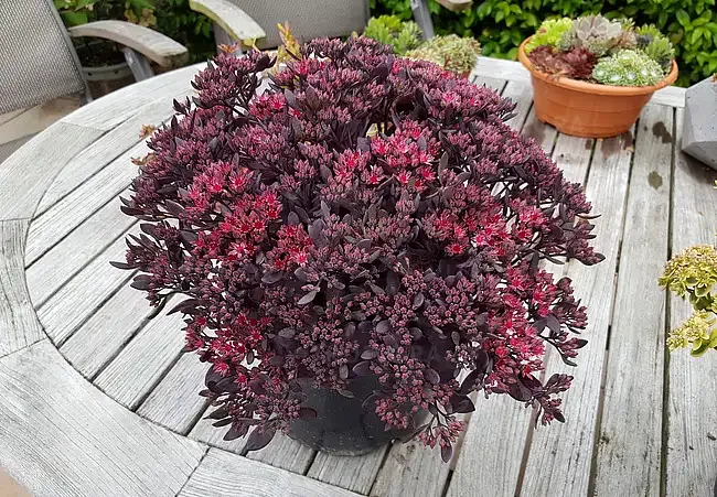 'SunSparkler® Plum Dazzled' Rozchodnik Sedum